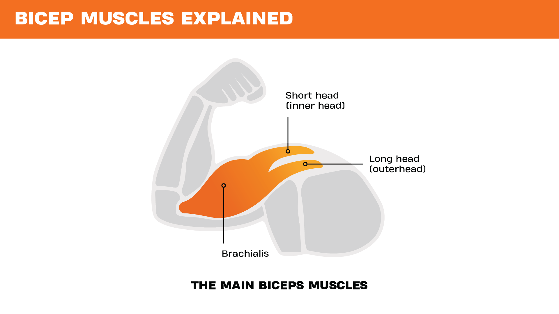 Illustration showing the main bicep muscles, highlighting the short head, long head, and brachialis within a flexed arm diagram.