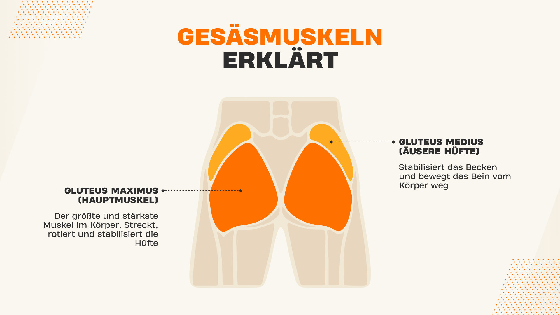 Gesasmuskeln erklart
