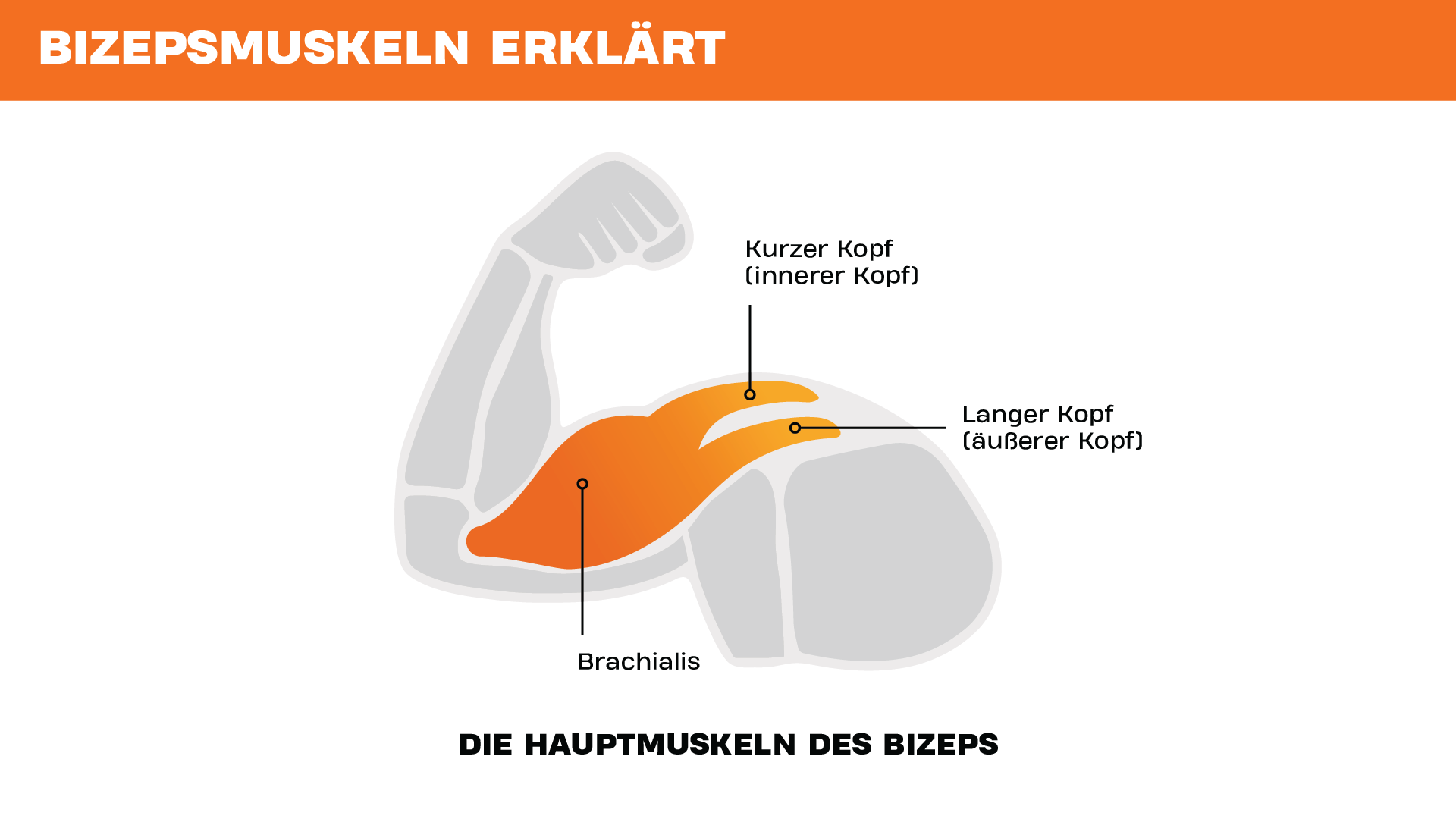 Illustration der wichtigsten Bizepsmuskeln, mit Darstellung des kurzen Kopfes, des langen Kopfes und des Brachialis an einem angewinkelten Arm.